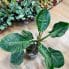 philodendron moonlight 17cm large