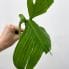 philodendron moonlight 17cm large