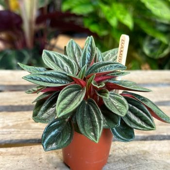 Peperomia Rosso 5.5cm pot Houseplants 5.5cm plant