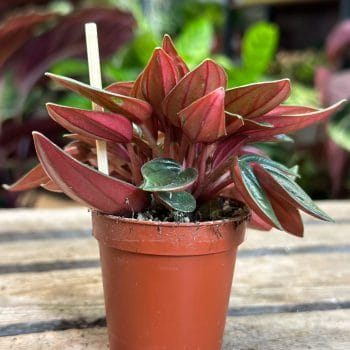 Peperomia Rosso 5.5cm pot Houseplants 5.5cm plant 3
