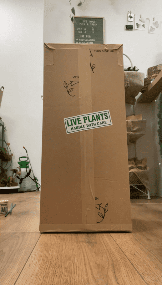 How We Pack A Plant