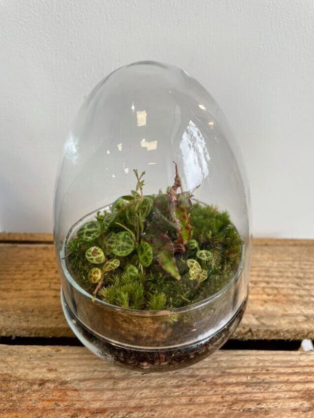 Moss Terrarium Kit (S - L sizes available) – UK Terrariums Lusan