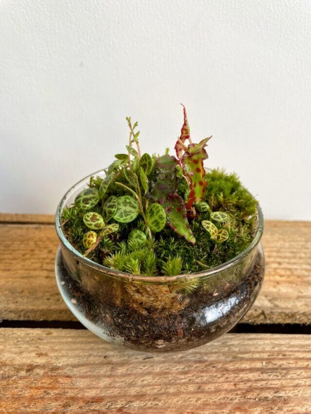 How to make a terrarium - Highland Moss