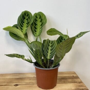 Maranta Lemon Lime Prayer plant 12cm pot Houseplants 12cm pot 2