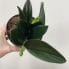 scindapsus treubii dark form 12cm pot