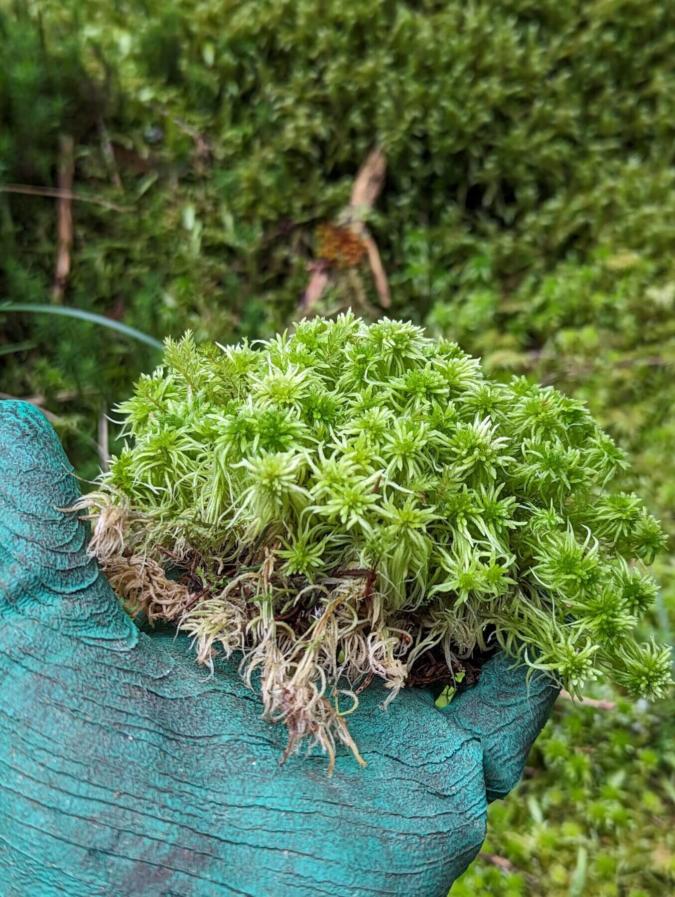 Gloved hand holding vibrant green sphagnum moss in natural landscape background.