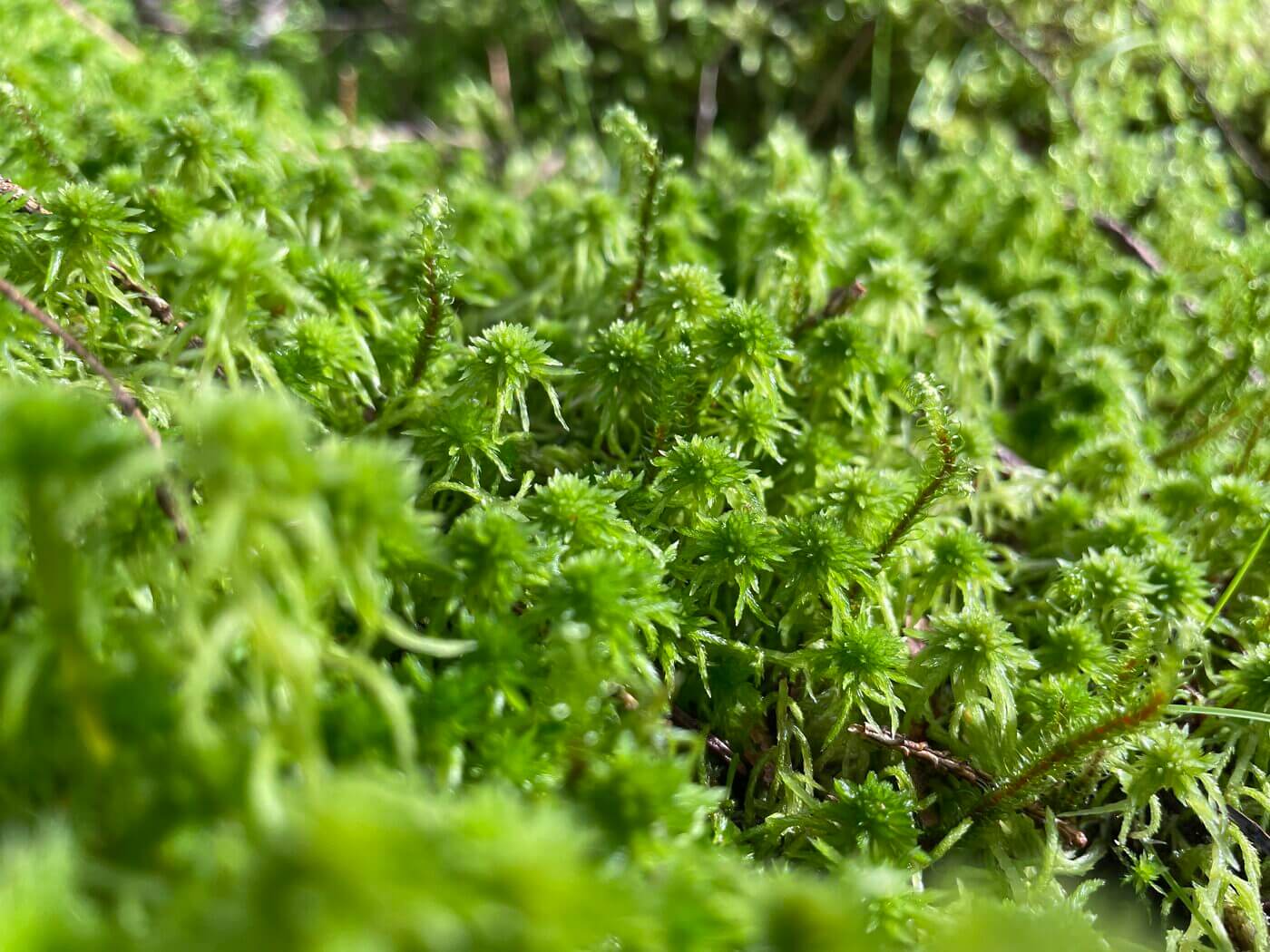 Vibrant green moss landscape with intricate textures and natural sunlight interplay.
