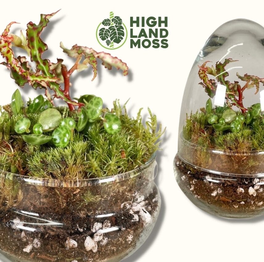 Highland Moss Terrarium Potting Mix: Premium Blend for Healthy
