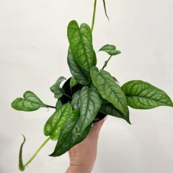 Monstera Siltepecana Silver Fox 12cm pot Hanging & Trailing 12cm plant