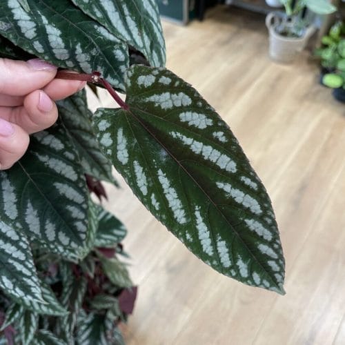 Cissus Discolor Unrooted Cuttings – Vine Begonia Cuttings cissus 6