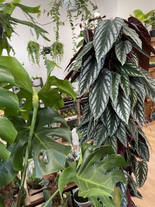 Cissus Discolor Unrooted Cuttings – Vine Begonia Cuttings cissus 7