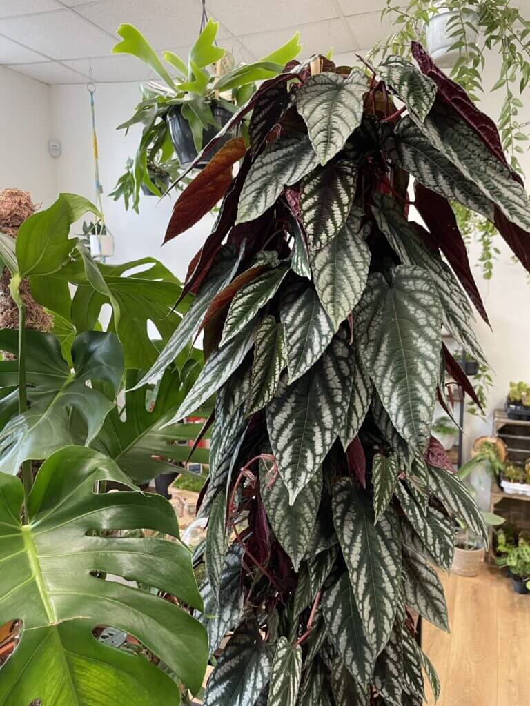 Cissus Discolor Care