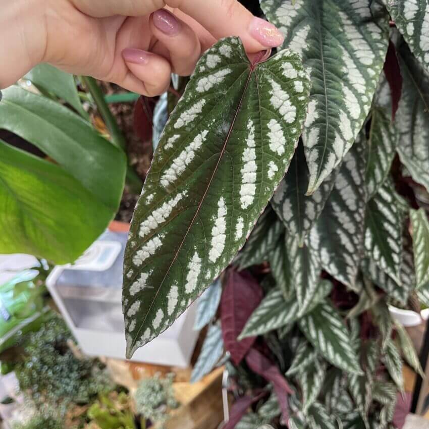 Premium Photo  Humidity and temperature sensor for proper care of plants  at home begonia decorative deciduous in the interior of the house hobbies  in growing caring for plants greenhome gardening at
