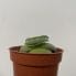 maranta leuconeura kerchoveana variegated 12cm pot | prayer plant