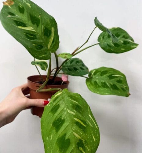 maranta leuconeura kerchoveana variegated 12cm pot | prayer plant