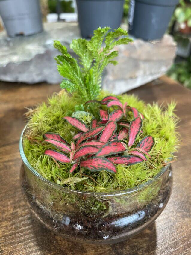 Stock for moss terrarium with some Fittonia. : r/terrariums