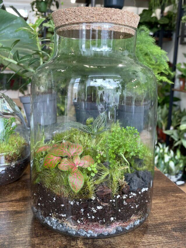 Jewel Orchids Glass Terrarium With Cushion Moss - Highland Moss