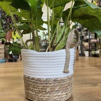 Scandinavia Basket Planter White 19cm Plant Accessories 19cm planter 2