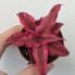 cryptanthus earth star rubin 1