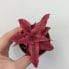 cryptanthus earth star rubin 2