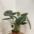 alocasia dragon scale elephant ear plant large 19cm pot