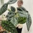 alocasia dragon scale elephant ear plant large 19cm pot