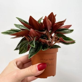 Peperomia Rosso 7cm pot Hanging & Trailing 7cm plant 2