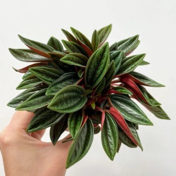 Peperomia Rosso 7cm pot Hanging & Trailing 7cm plant