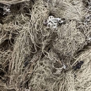 Dried Hair Moss 10g Made with Moss dry moss