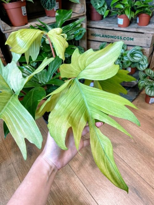 Philodendron Florida Ghost Fresh Cutting Cuttings aroid plant 9