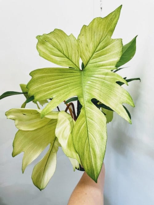 Philodendron Florida Ghost Fresh Cutting Cuttings aroid plant 3