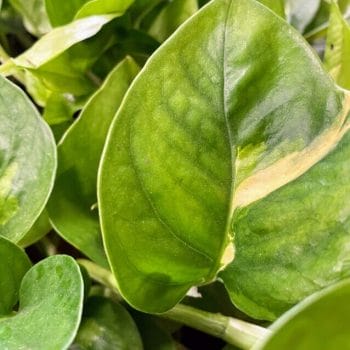 Epipremnum Aureum Global Green Pothos 12cm pot Hanging & Trailing air purifying 2