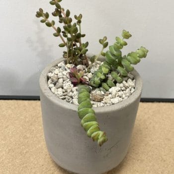 Mini Succulent White Handmade COLLECTION ONLY Houseplants bowl