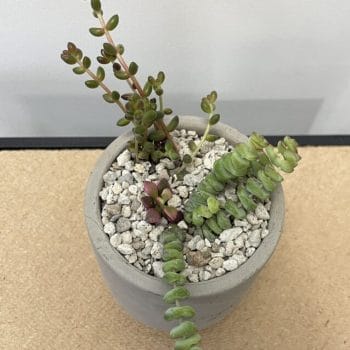 Mini Succulent White Handmade COLLECTION ONLY Houseplants bowl 2