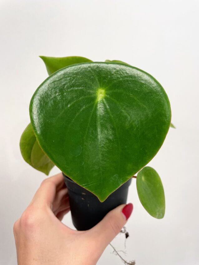 Peperomia cadente in vaso A17cm - RETIF