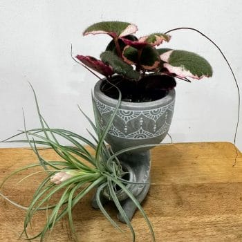 Stay Calm Grey Concrete Planter 6cm Plant Accessories 6cm planter
