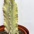 euphorbia ingens variegata ghost cactus 17cm pot