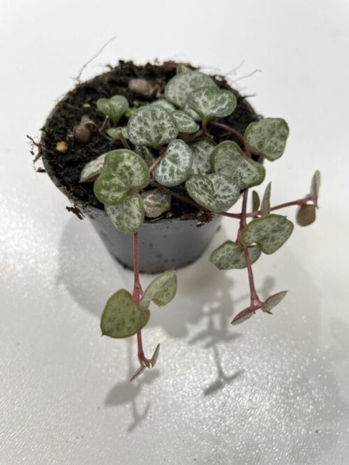 string of hearts ceropegia woodii 6cm pot