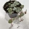 string of hearts ceropegia woodii 6cm pot