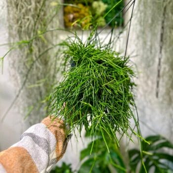 Rhipsalis Cassutha Mistletoe Cactus 17cm pot Hanging & Trailing 17cm plant