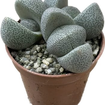 Pleiospilos Nelii Split Rock Lithops Succulent 5.5cm Houseplants 5.5cm plant 2