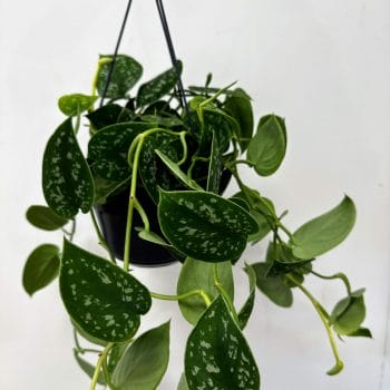 Scindapsus Pictus Argyraeus Satin Pothos 15cm pot Hanging & Trailing 15cm plant 2