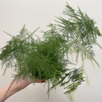 Asparagus Setaceus Fern 12cm pot Houseplants air purifying 2