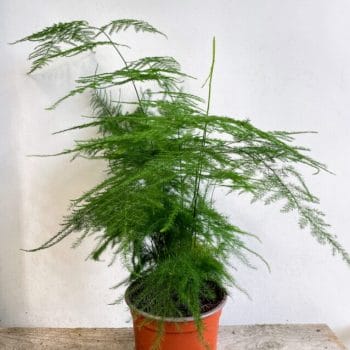 Asparagus Setaceus Fern 12cm pot Houseplants air purifying