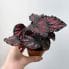 purple passion gynura aurantiaca 7cm pot