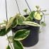 variegated string of hearts ceropegia woodii 14cm pot