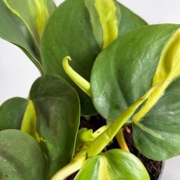 Philodendron Hederaceum Brasil Pothos 12cm pot Hanging & Trailing air purifying 2