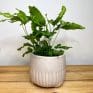 variegated string of hearts ceropegia woodii 14cm pot