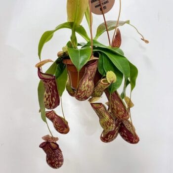 Monkey Jars Nepenthes Gaya Carnivorous 14cm pot Carnivorous Plants Carnivorous