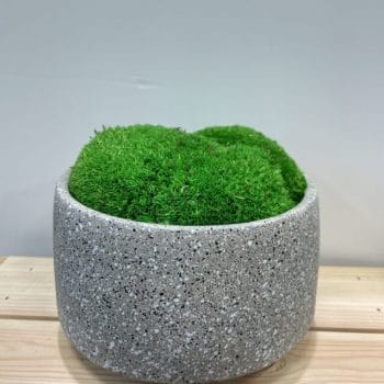 Concrete Bowl Planter 13cm for Moss Bowl and Cactus Gardens Planters 3 for £25